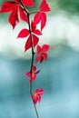 Single tendril of Autumnal Virginia creeper, Parthenocissus quinquefolia. Royalty Free Stock Photo