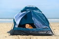 Camping dog with tent at the beach Royalty Free Stock Photo