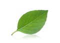 Single thai sweet basil leaf isolated on white