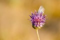 Butterfly on Thistle Flower in bloom in the field Royalty Free Stock Photo