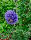 Single thistle flower head closeup with a honey bee polinating. Royalty Free Stock Photo