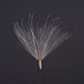 Single thistle seed on a black background Royalty Free Stock Photo