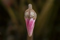 Single Tightly Closed Pink Persian Cyclamen Flower Bud