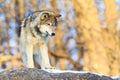 Single timber wolf with golden background Royalty Free Stock Photo