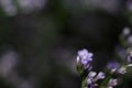 Single tiny purple flower with dark background