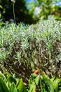 Single tomato hanging from plant in front of rosmarin herb plant