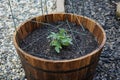 Single tomato plant in a contain made out of a wine barrel