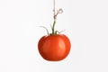 Single tomato on the white Royalty Free Stock Photo