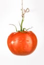 Single tomato on the white Royalty Free Stock Photo