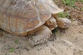 A single tortoise recoiling