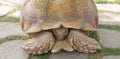 A single tortoise recoiling