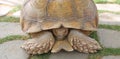 A single tortoise recoiling Royalty Free Stock Photo