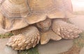 A single tortoise recoiling Royalty Free Stock Photo