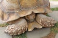 A single tortoise recoiling