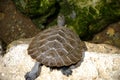 Single tortoise on rock