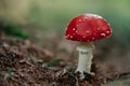 Single toxic and hallucinogen fly agaric with bright red cap stands in forest.