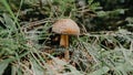 Single toxic and hallucinogen panther fly agaric with grey cap stands in forest. Wild poisonous mushroom on natural