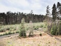 Single track number 080 leading mysterious pine forest in Machuv kraj region Royalty Free Stock Photo