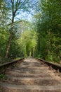 Single-track railway line in forest Royalty Free Stock Photo