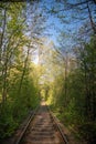 Single-track railway line in forest Royalty Free Stock Photo