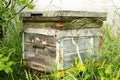 Single Traditional Wooden Beehive