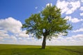 Single tree Royalty Free Stock Photo