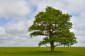 Single tree Royalty Free Stock Photo