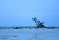 A Single Tree against Blue Sky at Twilight with Rocky Land - Natural Landscape