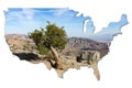 Single tree against San Andreas Fault in shape of the USA