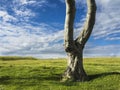 A single tree against the sky