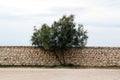 A single tree against a stone wall, cloudy sky Royalty Free Stock Photo