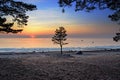 Single tree against the sunset at the gulf of finland