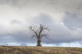 Single tree alone on farm field and sky storm clouds Royalty Free Stock Photo