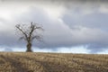 Single tree alone on farm field and sky storm clouds Royalty Free Stock Photo