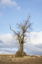 Single tree alone on farm field and sky storm clouds Royalty Free Stock Photo