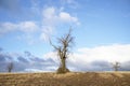 Single tree alone on farm field and sky storm clouds Royalty Free Stock Photo