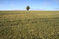 Single tree alone on farm field and sky storm clouds Royalty Free Stock Photo