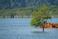 Single tree Alone in the sea Royalty Free Stock Photo