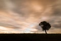 Single tree with amazing colourful and motion clouds in background Royalty Free Stock Photo