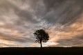 Single tree with amazing colourful and texture clouds in background