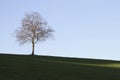 Single tree as a shilouette against a clear sky on a pasture in Odenwald Germany