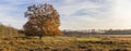 Single tree in autumn colors near Oudemolen Royalty Free Stock Photo