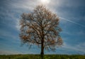 Single tree autumn colour leaves with aircraft contrail, England