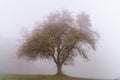 Single tree in the autumn mist