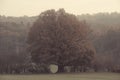 Single tree in the autumn yorkshire countryside Royalty Free Stock Photo