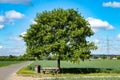 single tree with a bank between wheat fileds