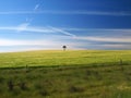 Single tree in barley field