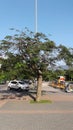 Single tree and bikes Epitacio Pessoa avenue around Rodrigo de Freitas Lagoon Rio de Janeiro Brazil