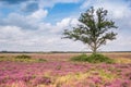 Single tree in the blooming heath fields of National Park Dwingelderveld