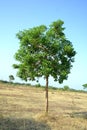 Single tree Royalty Free Stock Photo